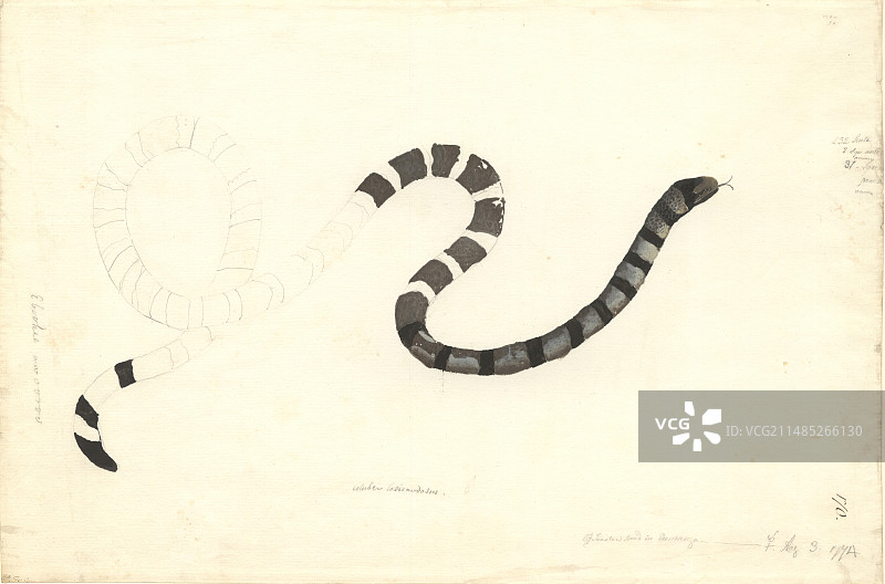 18世纪的海蛇图片素材