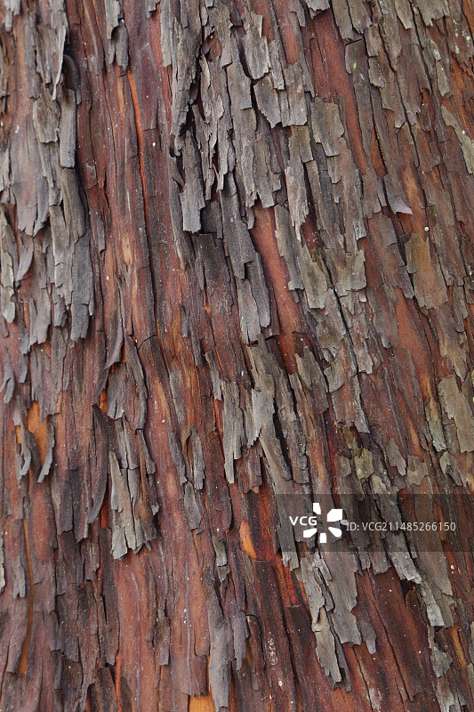 草莓树皮（熊果）图片素材