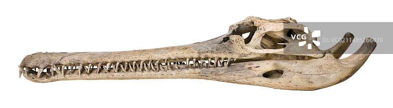 长吻鳄头骨图片素材