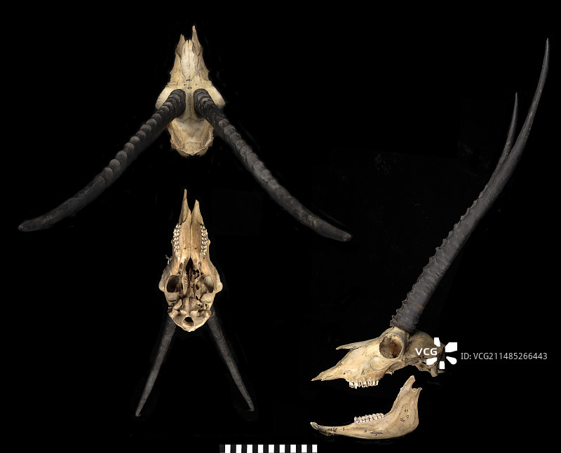 藏羚羊头骨图片素材