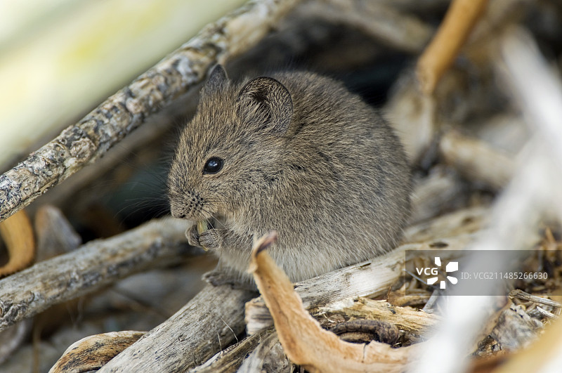 纳马夸岩鼠图片素材