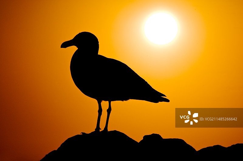 剪影海鸥图片素材