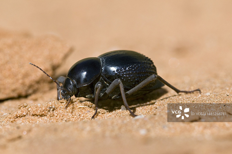 Tok-tokkie甲虫图片素材