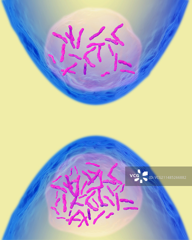 减数分裂和有丝分裂产物图片素材