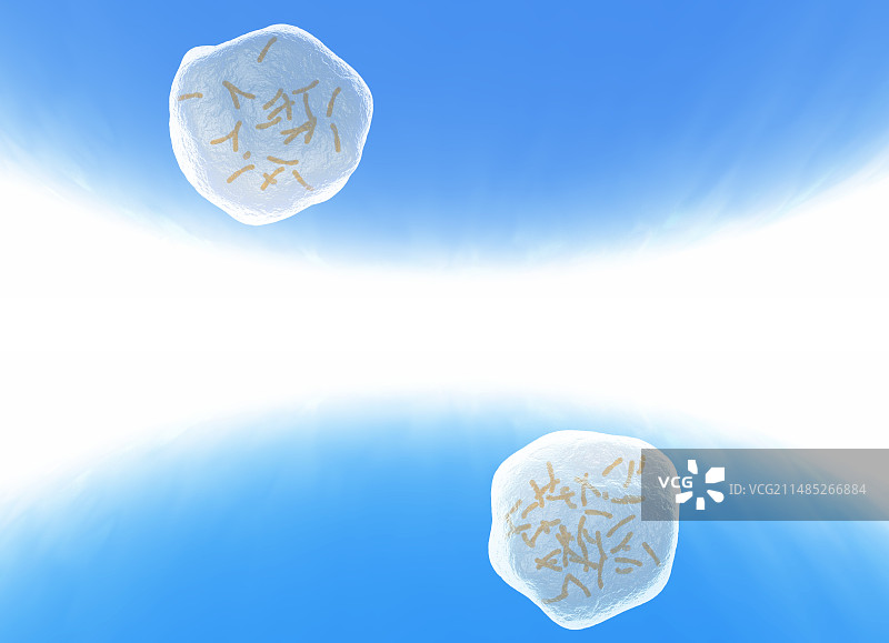 减数分裂和有丝分裂产物图片素材