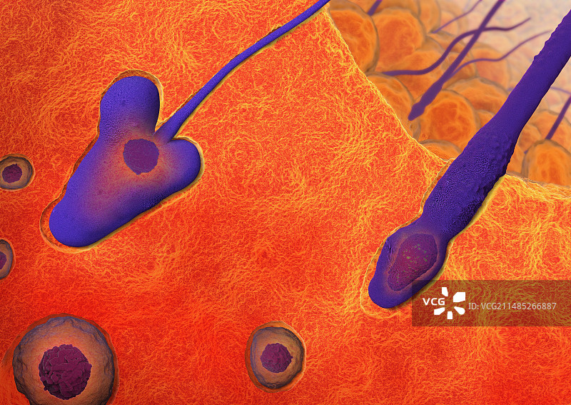 精子生成艺术图图片素材