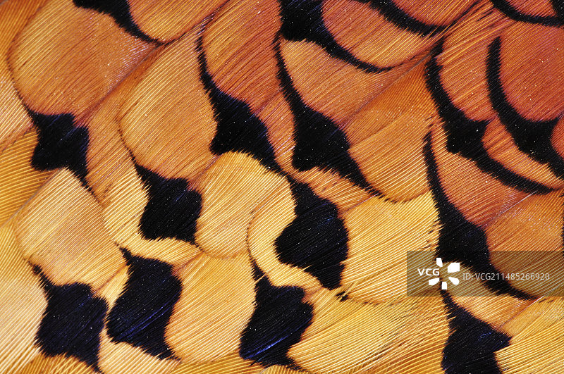 雉鸡羽毛图片素材