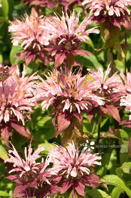 科巴姆之美的美国薄荷图片素材