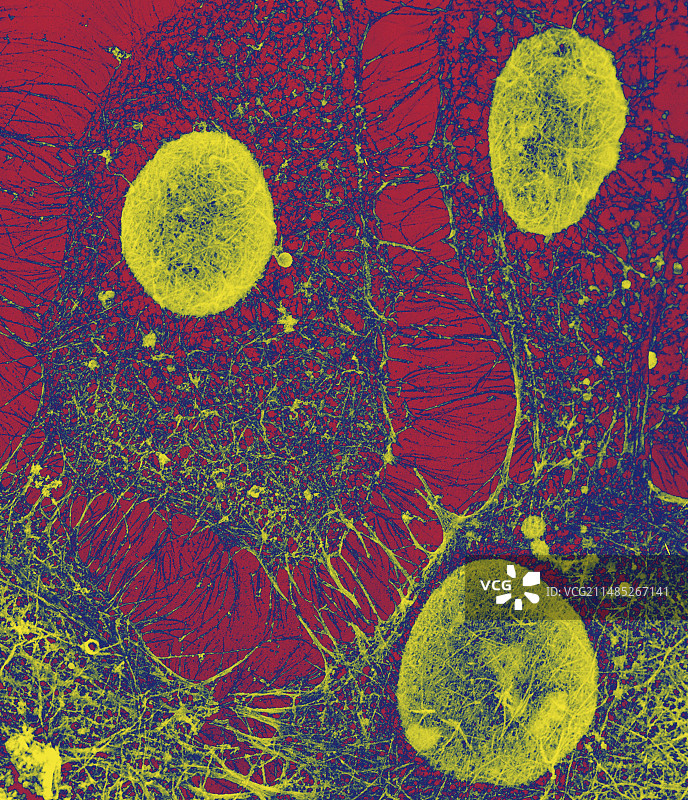 细胞骨架，SEM图片素材