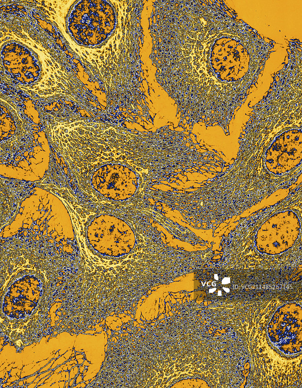 角质形成细胞显微照片图片素材