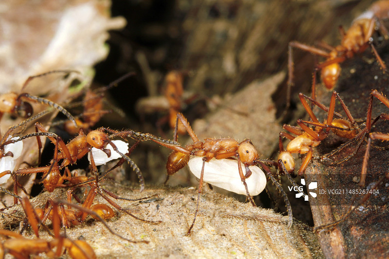 行军蚁搬运幼虫图片素材