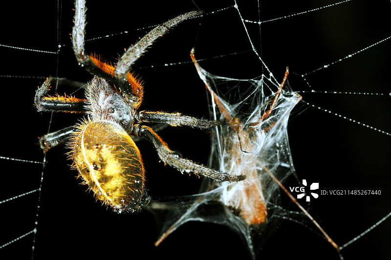 蜘蛛用丝包裹猎物图片素材