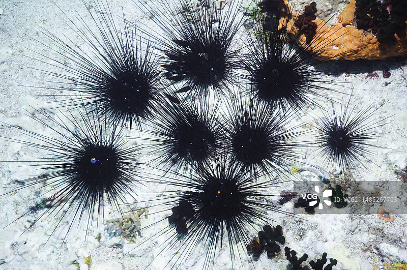 长刺海胆图片素材