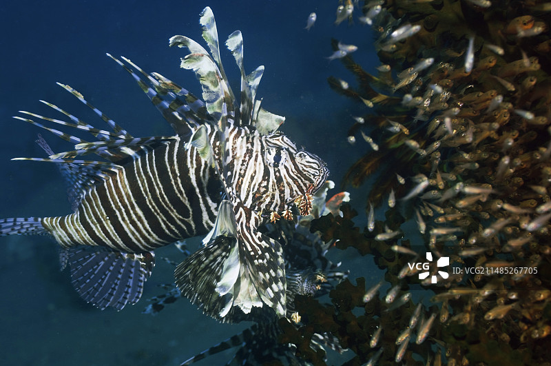 红狮子鱼在珊瑚礁上捕猎图片素材