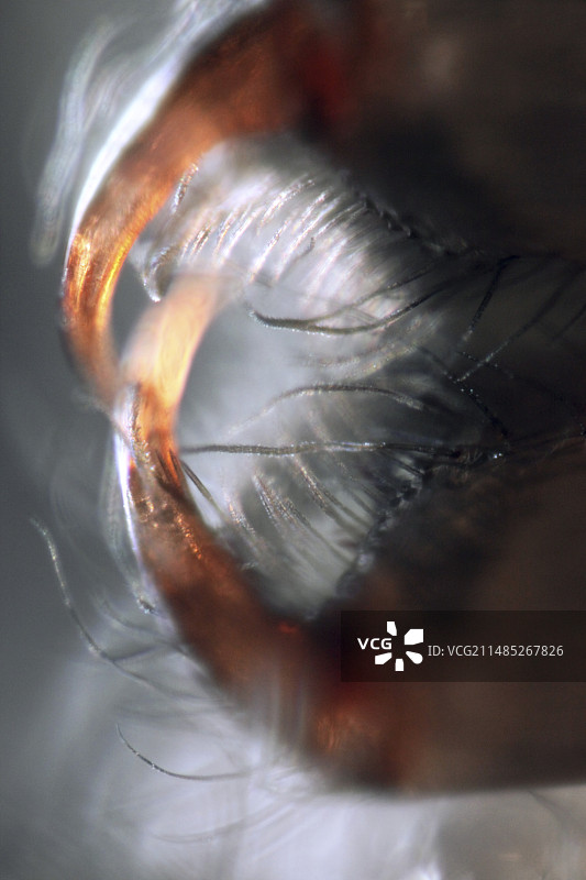 蜘蛛口器显微照片图片素材