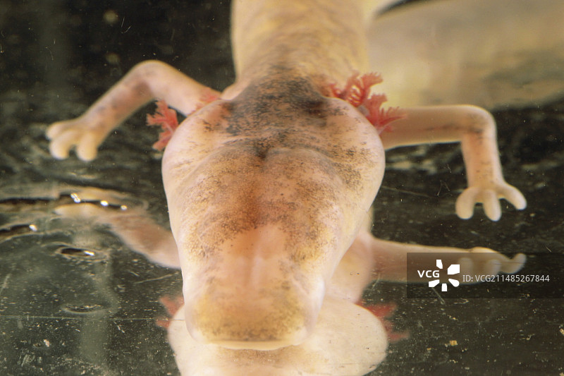 斯洛文尼亚波斯托伊纳溶洞的洞螈图片素材