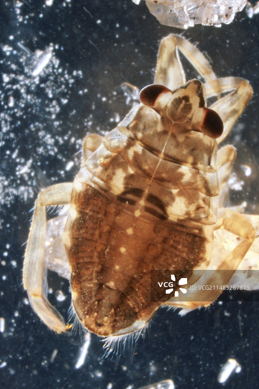 负子蝽，维拉卢兹洞穴图片素材