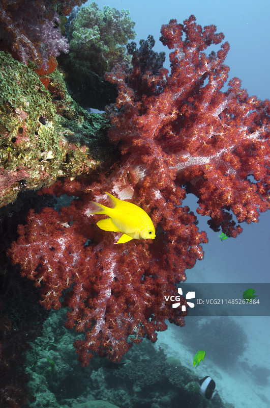 金色海金鱼图片素材