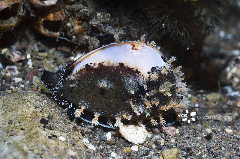 珊瑚礁上的宝贝图片素材