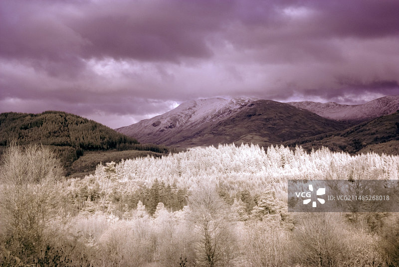 伊丽莎白女王森林公园图片素材