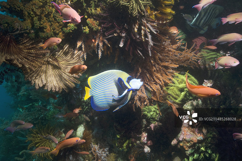 帝王神仙鱼图片素材