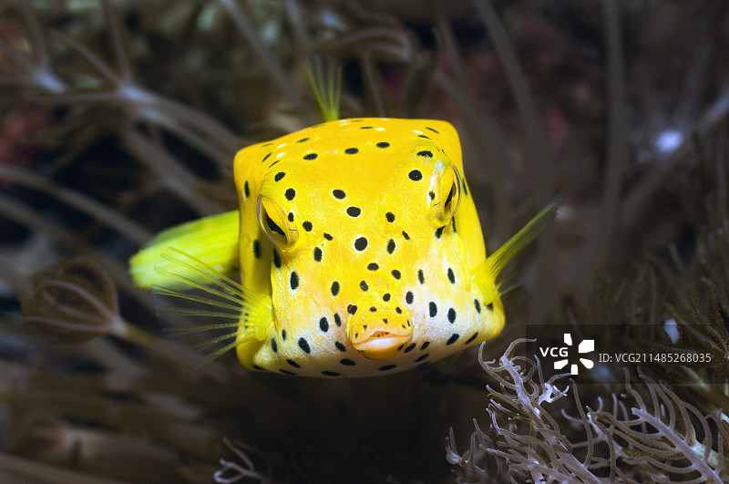 黄色箱鲀图片素材