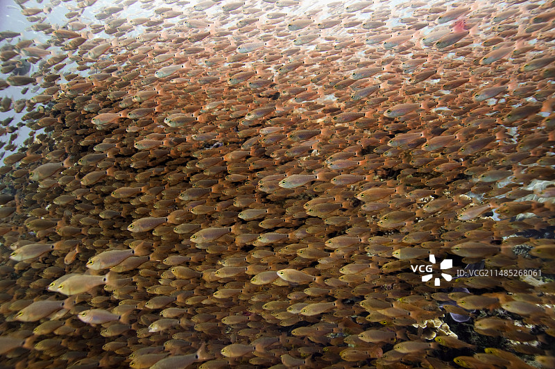 斑点颈天竺鲷图片素材