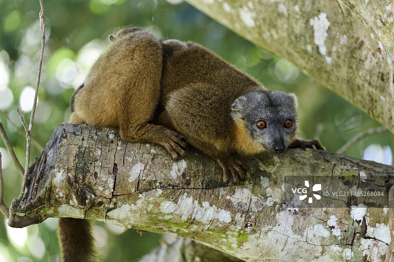 领狐猴图片素材