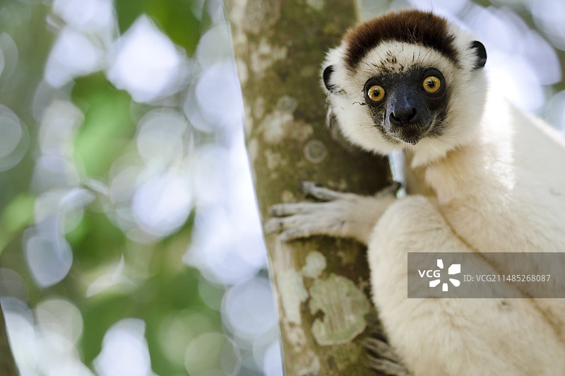 维氏冕狐猴图片素材