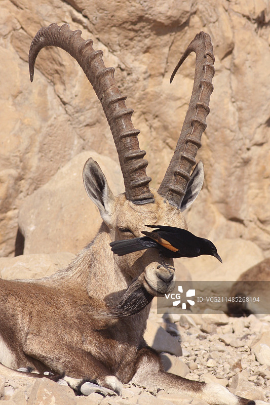 努比亚羚羊与紫翅椋鸟图片素材