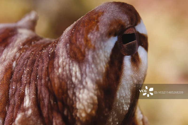 日行章鱼图片素材