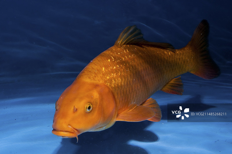 金鳞茶鲤图片素材