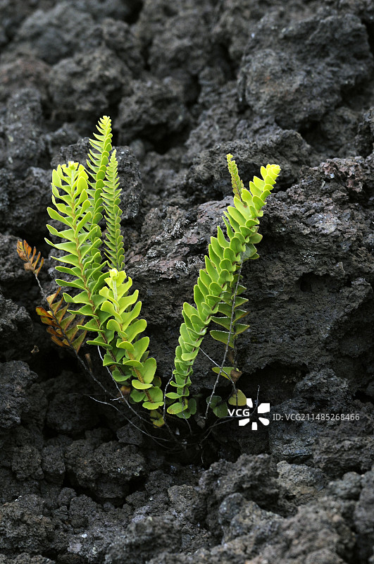 火山喷发后复苏的植物图片素材