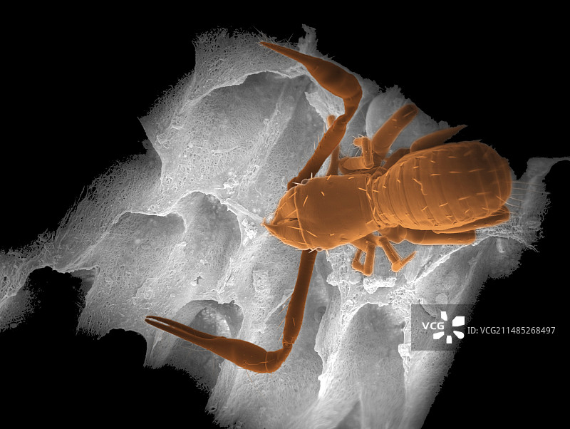 洞穴假蝎，扫描电子显微镜图片素材