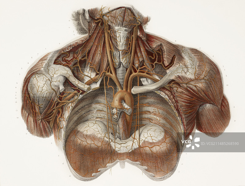 血管解剖历史艺术作品图片素材