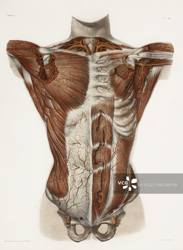 19世纪人类动脉图图片素材