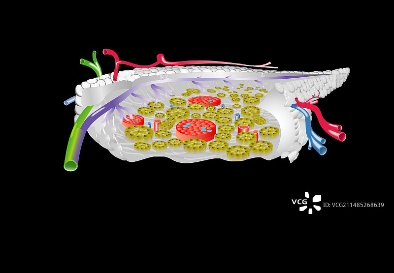 胰腺解剖结构图图片素材