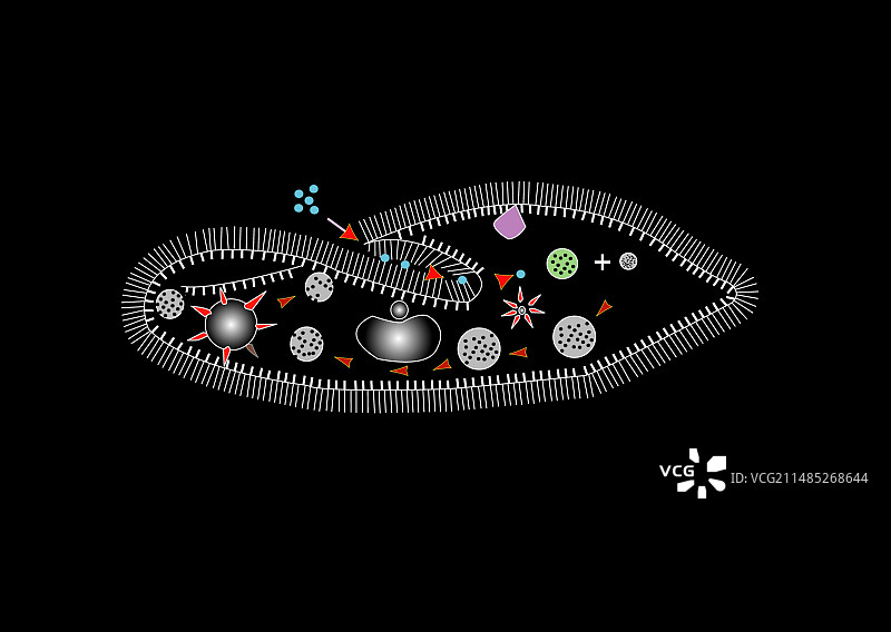 草履虫原生动物，艺术作品图片素材