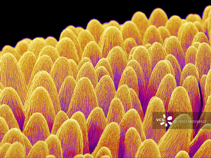 三色堇花瓣扫描电镜图图片素材