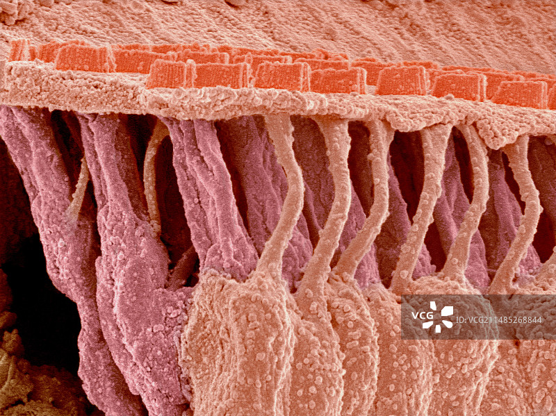 耳朵里的感觉毛细胞，扫描电镜图片素材