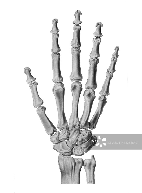 手部解剖结构艺术作品图片素材