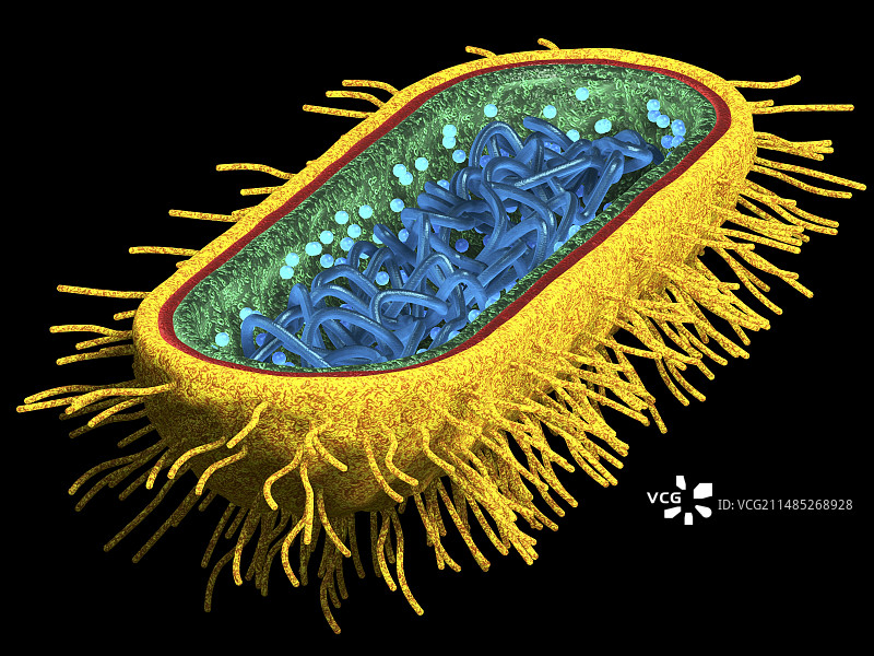 大肠杆菌图片素材
