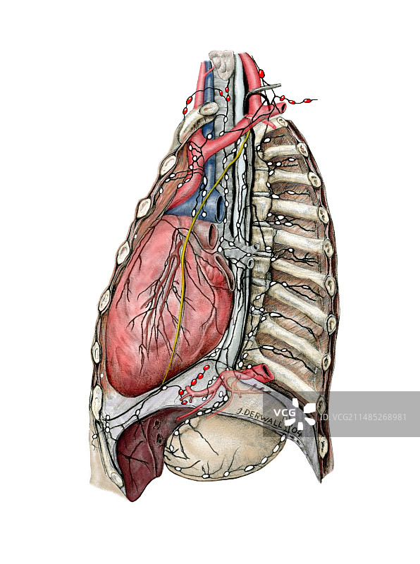胸淋巴系统，艺术图图片素材