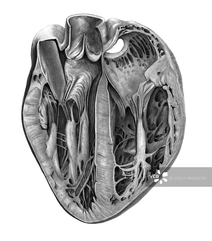 心脏解剖结构艺术作品图片素材