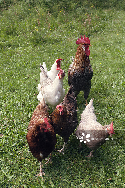 家鸡图片素材