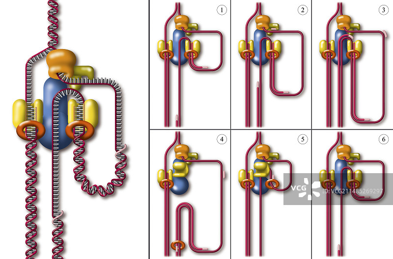 DNA复制叉艺术作品图片素材