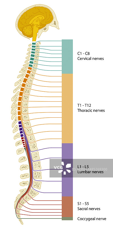 脊髓区域图图片素材
