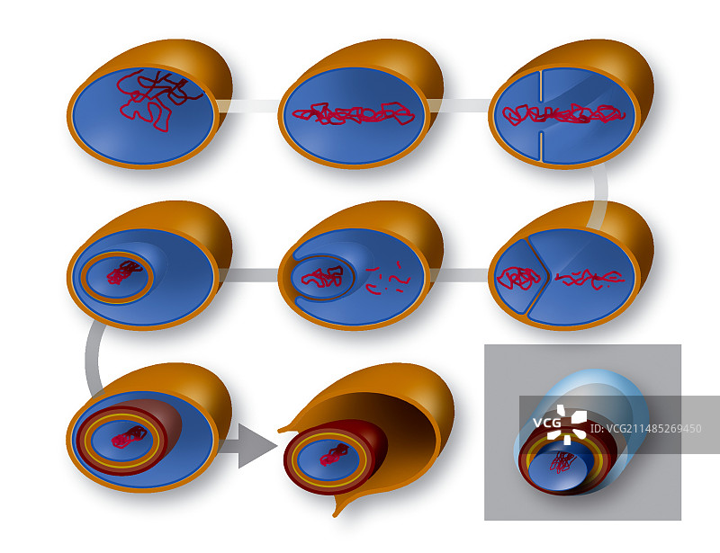 细菌内生孢子形成示意图图片素材