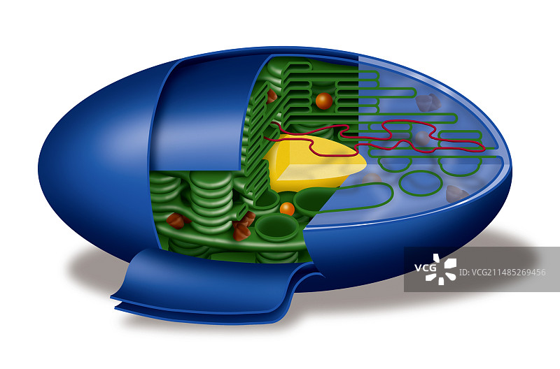 叶绿体结构，艺术作品图片素材