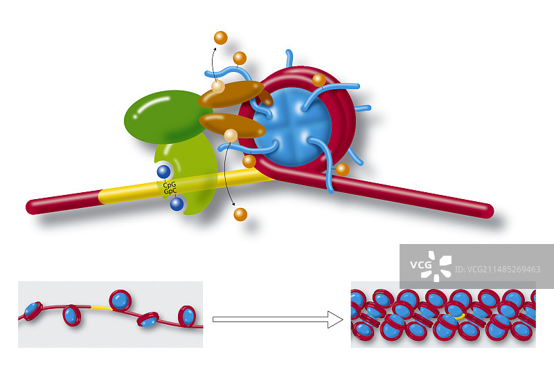 染色质结构图图片素材